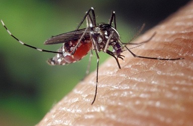 Disebabkan penyakit oleh malaria