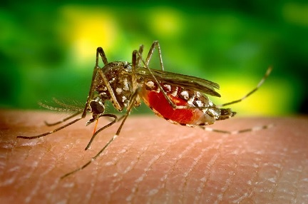 Nyamuk yang menyebabkan demam berdarah adalah
